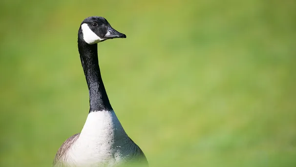 Tributes fly in after 'worse than Harambe' murder of Warwick Goose